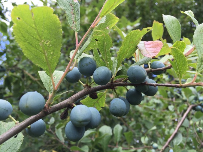 Copyright 2015 Kay/wavesandpebbles