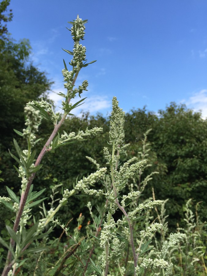 Copyright 2015 Kay/wavesandpebbles